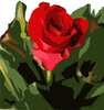 Single Rose Image